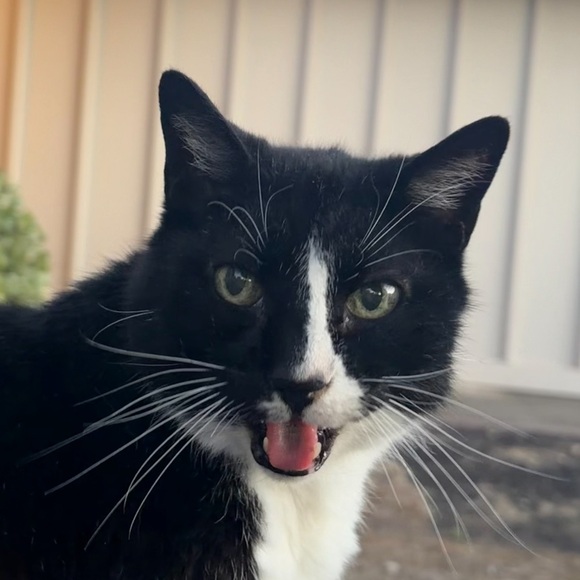kittyclp